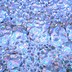 Image result for Iridescent Texture