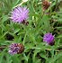 Image result for Centaurea karabaghensis