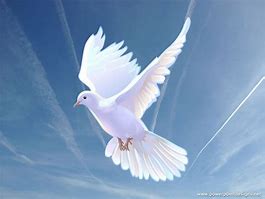 Image result for Christain White Bird