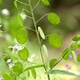 Image result for Silver Dollar Plant