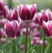 Image result for Tulipa Synaeda Blue