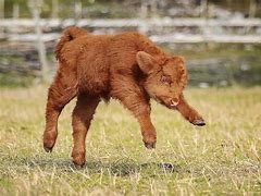 Image result for Baby Cow Side View