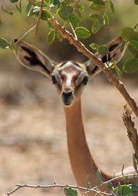 Image result for Kenya Safari Animals