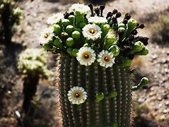 Image result for Full-Sun Arizona Flowers
