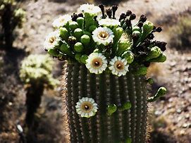 Image result for State Flower of Arizona