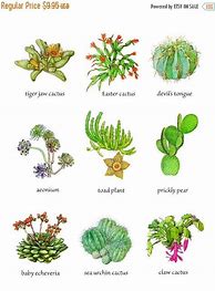 Image result for Cactus Names