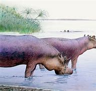 hippopotamus_gorgops に対する画像結果