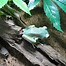 Image result for Tree Frog On Flower