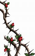 Image result for Thorn Bush Vines Drawing