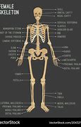 Image result for Skeleton No Labels