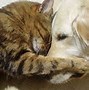 Image result for Cute Cats Together