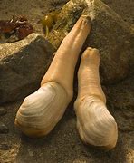 Image result for Giant Clam Geoduck