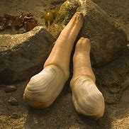 Image result for Big Geoduck