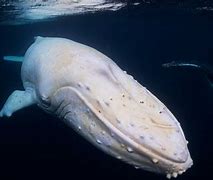 Image result for Albino Whale