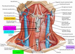 Image result for thyroid gland