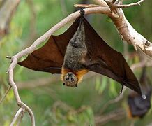 Image result for Bat On Branch