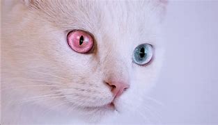 Image result for White Pink Cat Meowing