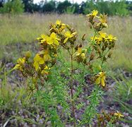 Hypericum perforatum に対する画像結果