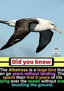 Image result for Did You Know Amazing Facts