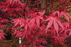 Acer palmatum ਲਈ ਪ੍ਰਤੀਬਿੰਬ ਨਤੀਜਾ