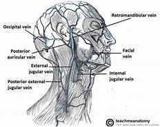 Image result for Internal Jugular Vein Anatomy