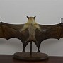 Image result for Fruit Bat Taxidermy