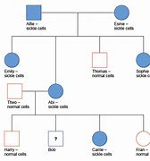 Image result for Sickle Cell Disease Pedigree Chart