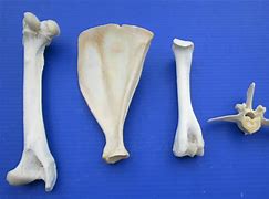 Image result for White Tail Deer Bone