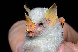 Image result for Cute Bat Breeds