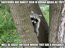 Image result for Raccoon Tree Meme