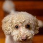 Image result for Small Dog Breeds with Curly Fur