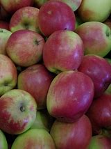 Image result for Malus domestica Summerred