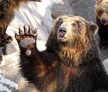 Image result for Largest Bear Ever