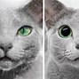 Image result for Cat Dyed Blue