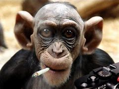 Image result for Crazy Monkey with a Meth Pipe Cartoon
