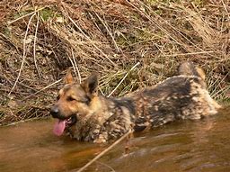 Image result for Dogs Chillin