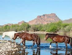 Image result for Arizona Wild Horses