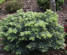 Image result for Abies concolor Olson Broom
