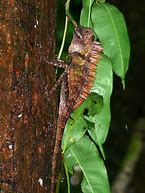 Image result for Forest Dragon Lizard