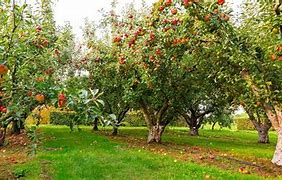 Image result for Fruit Orchard Example