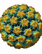Image result for Bovine Papillomavirus