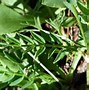 Image result for Astragalus angustiflorus