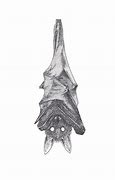 Image result for Hanging Bat Illustration