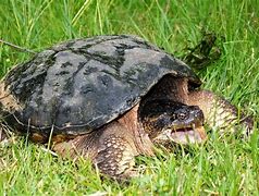 Image result for Snapping Turtle Size Chart