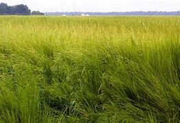 Image result for Savannah Grass