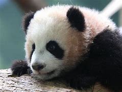 Image result for Panda Bear Side View