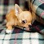 Image result for White Apple Head Chihuahua