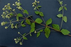 Image result for calea_ternifolia