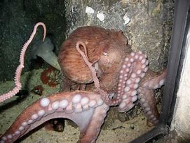 Image result for Evil Octopus