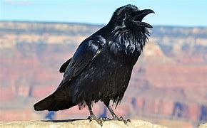 Image result for Fat Raven Bird